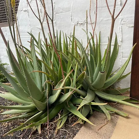 Hébergement de vacances Parque Holandés Fuerteventura Casa Mayte